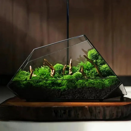 Geometric Glass Moss Planter Terrarium Vase
